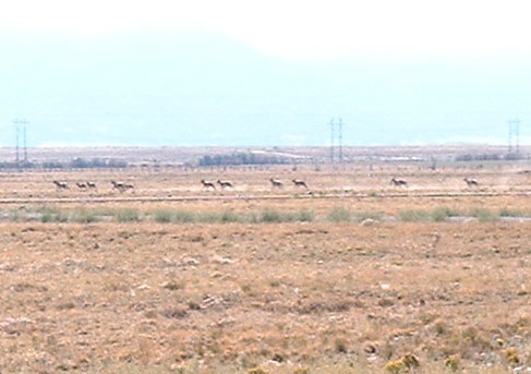 Pronghorn on the run