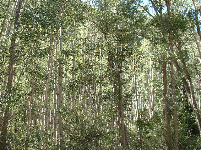 Aspen forest