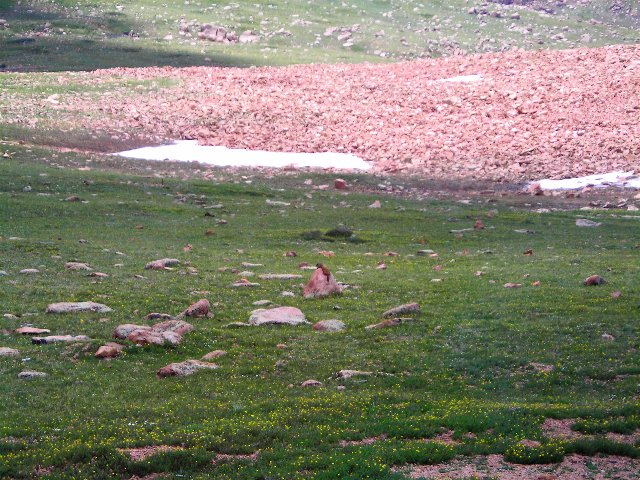 Golden Marmot soaking up the sun