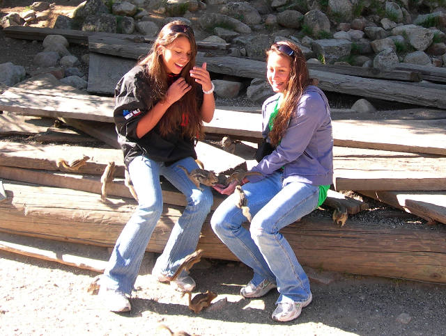 Feeding the chipmunks